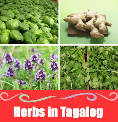 basil in tagalog|even though in tagalog.